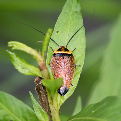 Cockroach (Ellipsidion australie) (Ellipsidion australie)